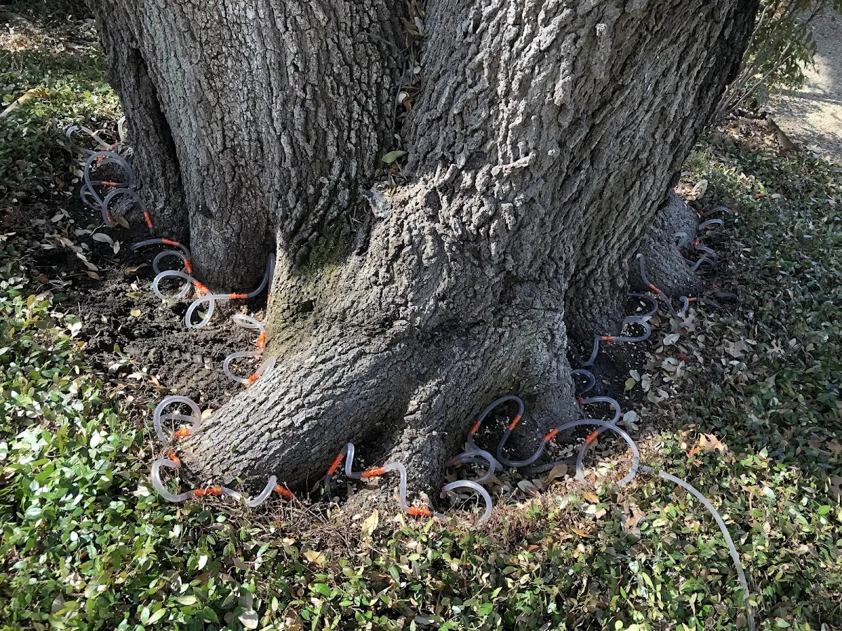 Detailed Tree Cabling and Bracing job site in Cape Charles