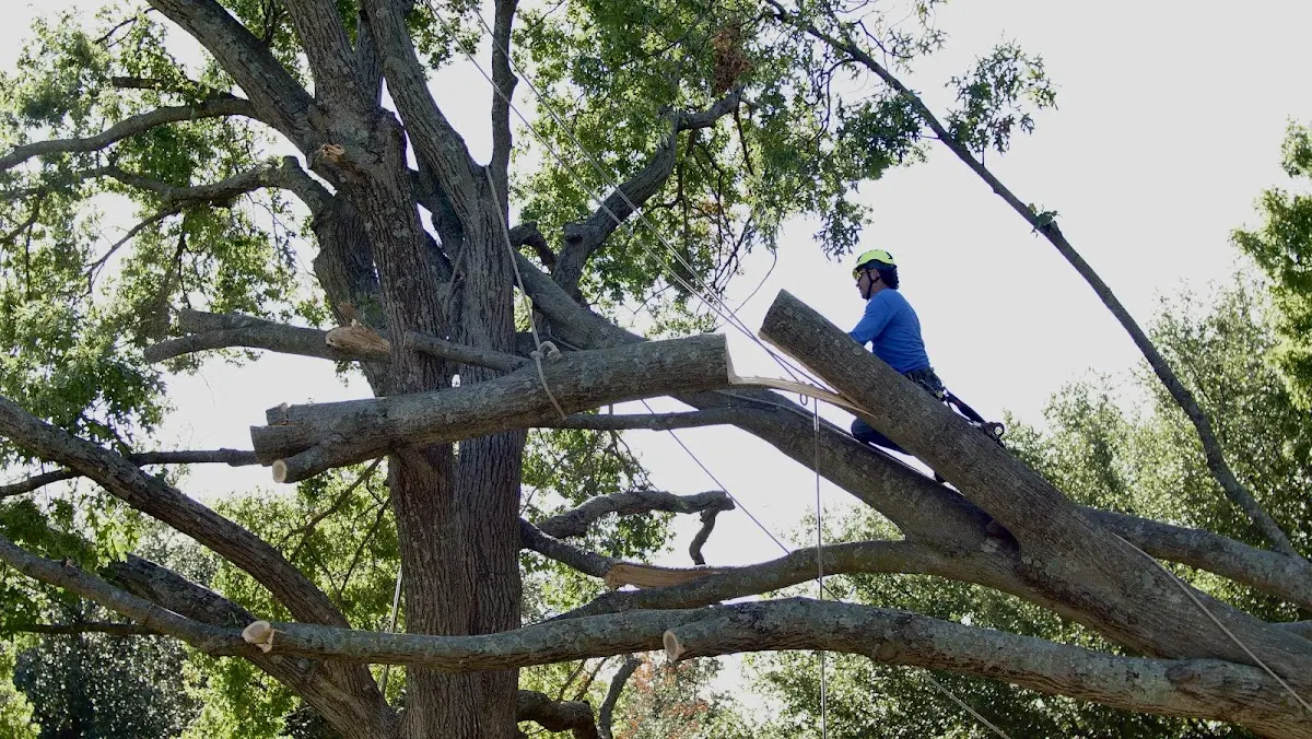Professional Crown Thinning performed by certified arborists in Cape Charles